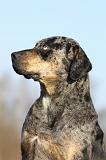 CATAHOULA 027